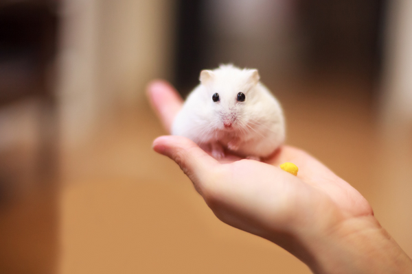 Hamster on human hand