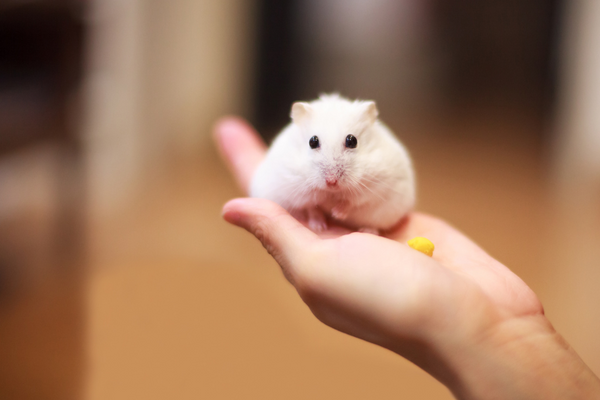 Hamster on human's hand