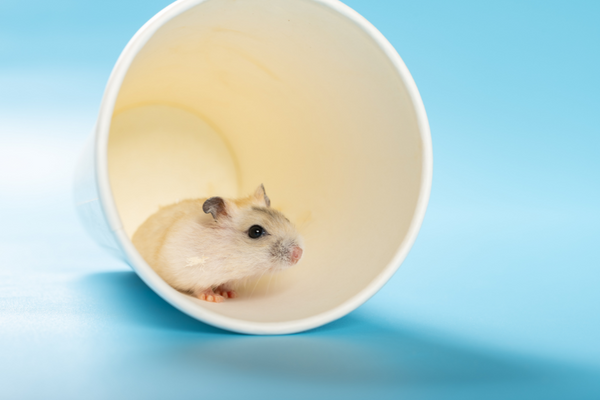 hamster on paper cup