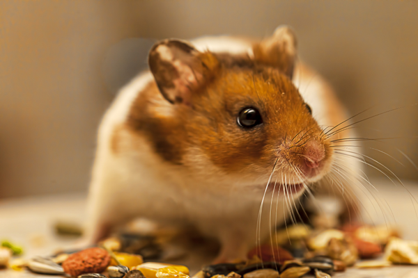 Hamster on scattered food
