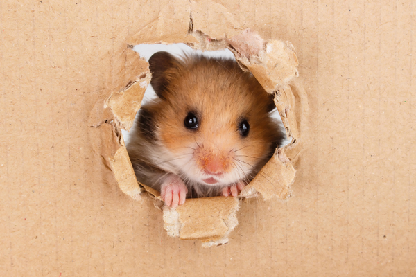 Hamster peeping through a cardboard hole