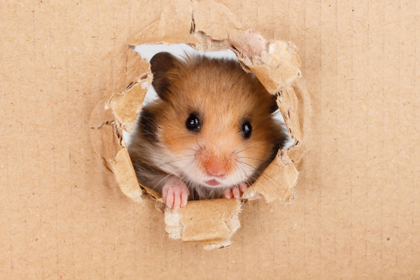 Hamster peeping through a hole on a box