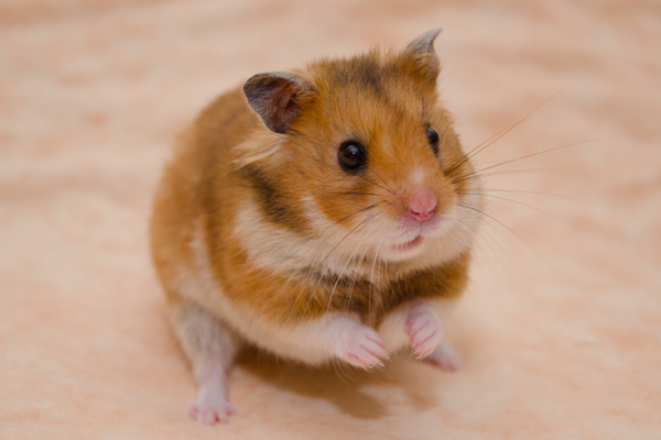 Hamster standing up