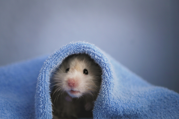 Hamster under a blue blanket