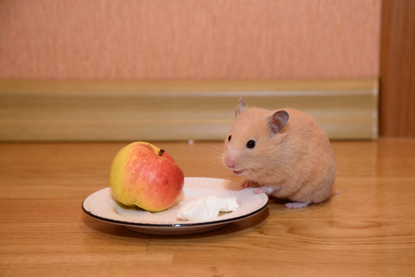 Hamster with apple