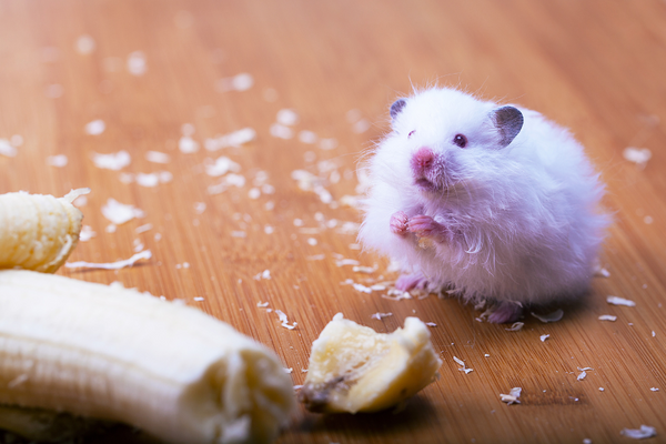 Hamster with banana