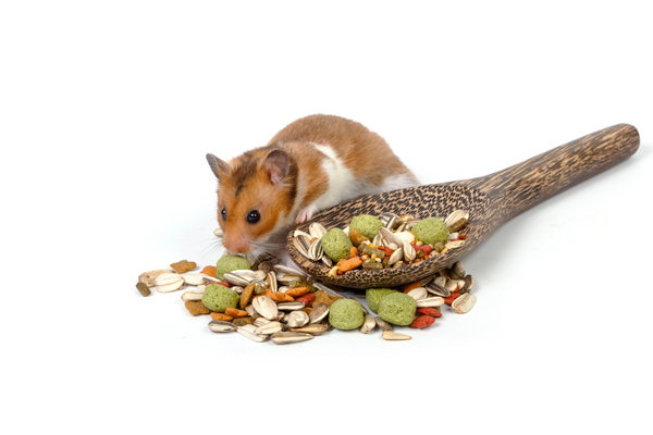 Hamster with grains