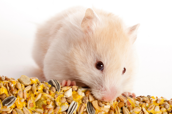 Hamster eating a treat