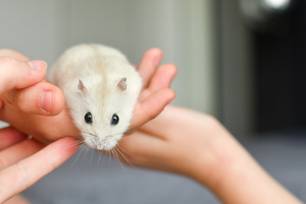 Hamster on a child's hand