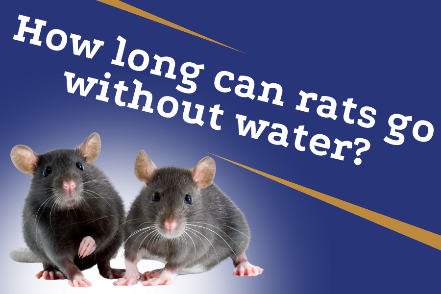 How Long Can Rats Go Without Water: A Comprehensive Guide