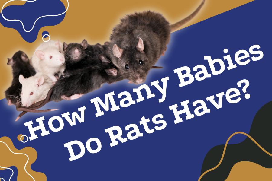 How Many Babies Do Rats Have? Monthly, Yearly, & More