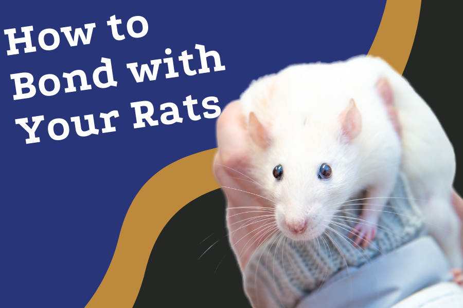 How to Bond with Your Rats Expert Tips and Tricks