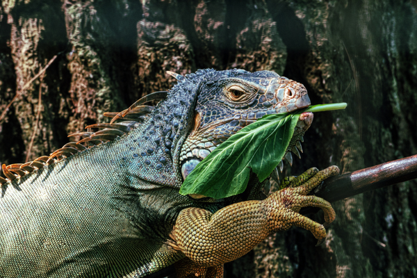 Iguana eating a leaf perched on a tree branch