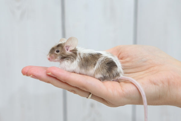 Mice on human hand