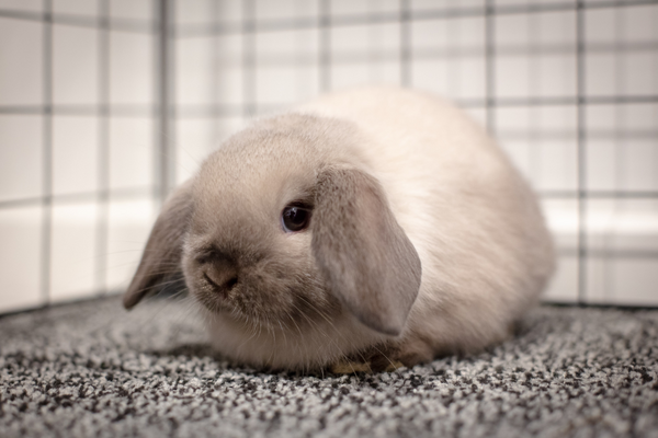 Mini Lop rabbit