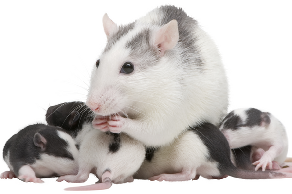 Mother rat with babies