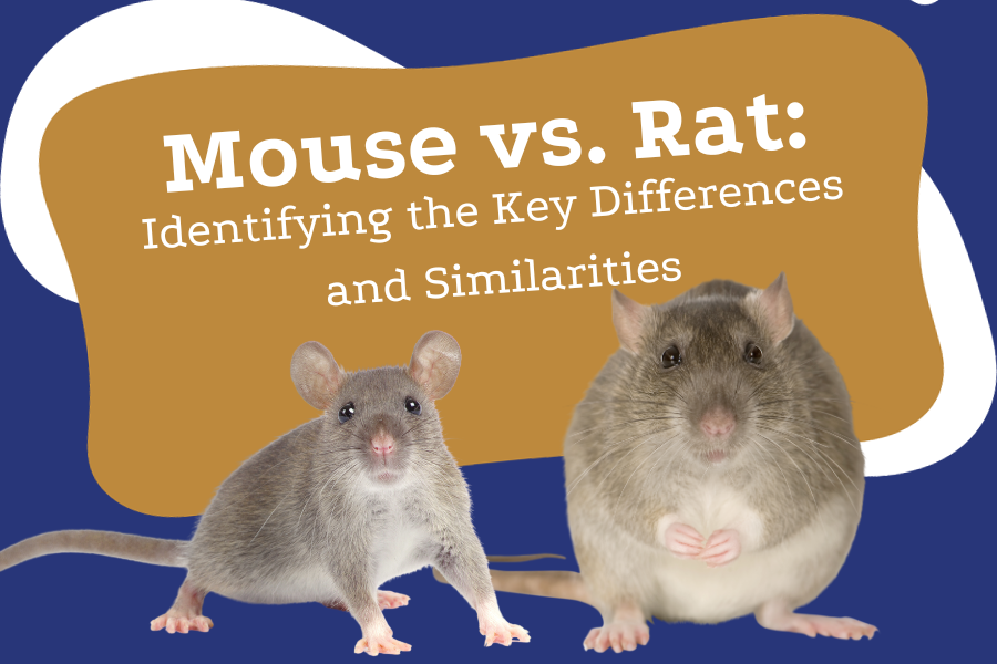 Mouse vs. Rat Identifying the Key Differences and Similarities