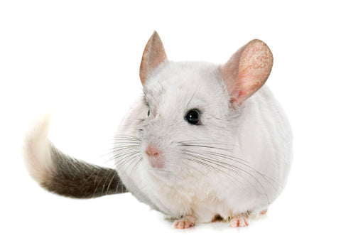 White chinchilla with black tail Image