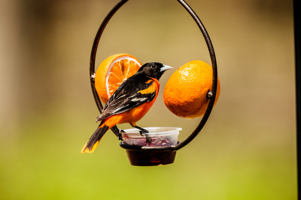 Oriole Feeders