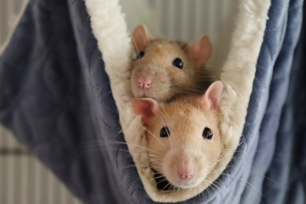 Pair of rats on a hammock