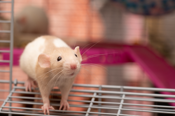 Pet rat standing on the opening of a cage