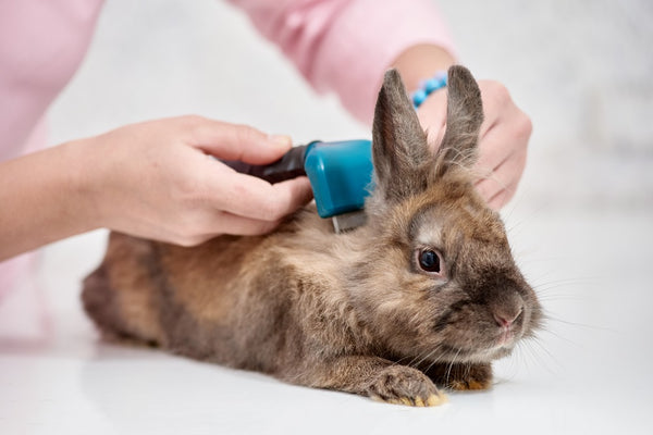Rabbit being groomed