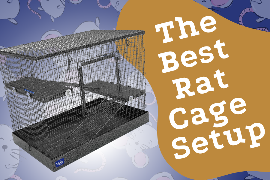 Rat Cage Setup The Ultimate Guide to Creating the Best Home