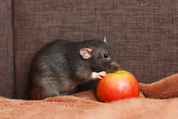 Rat and a fruit