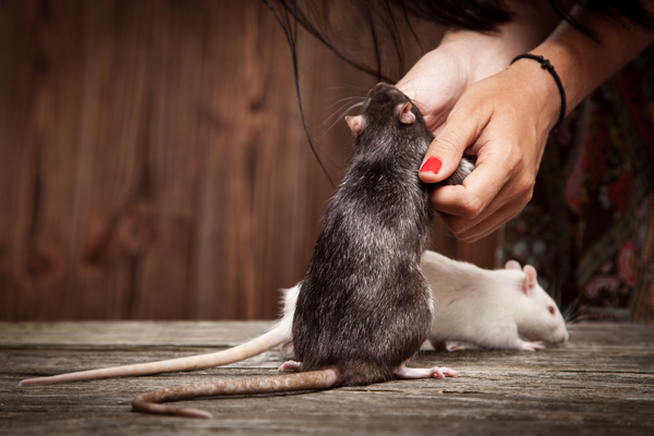 Rat being held by a human