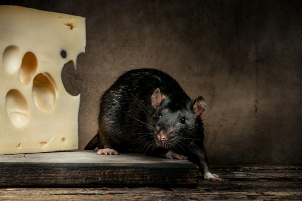 Rat beside a block of cheese