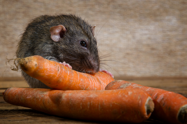 Rat eating a carrot