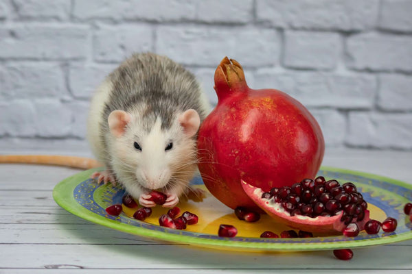 Rat eating a fruit