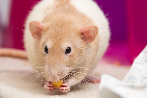 Rat eating a small treat with his hands