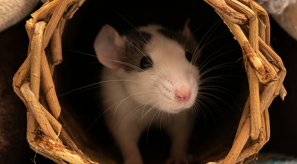 Rat in a wooden hole