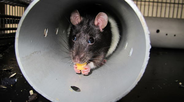 Rat in a tube eating cheese