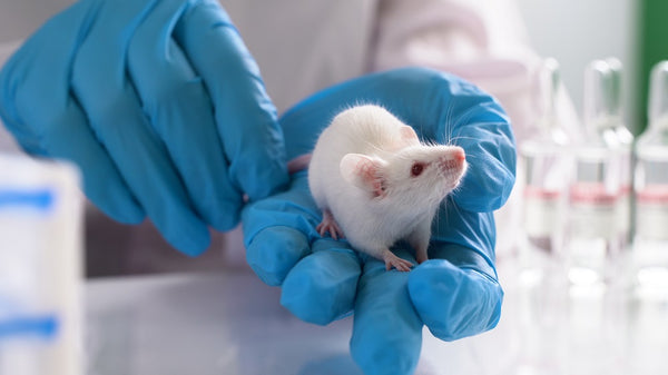 Pet rat being held by a vet in blue surgical gloves