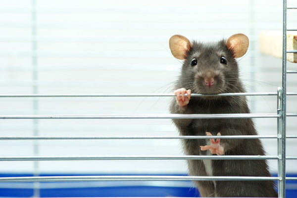 Pet rat in a cage