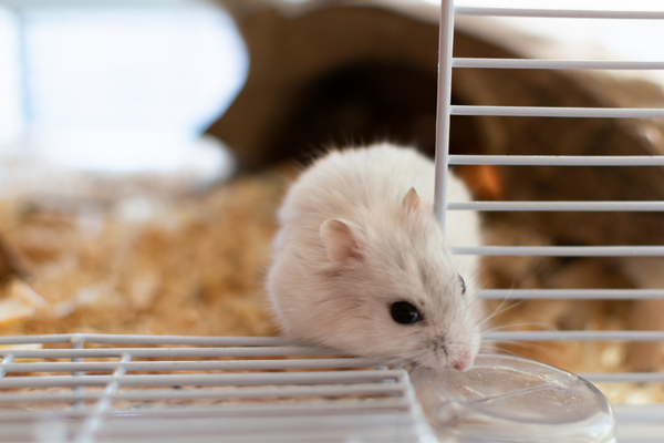 Rat looking through cage