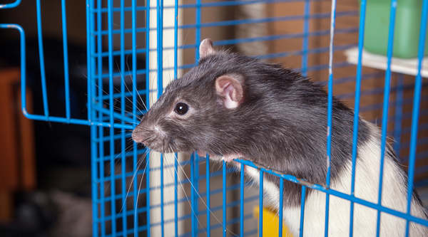 Rat on a cage door