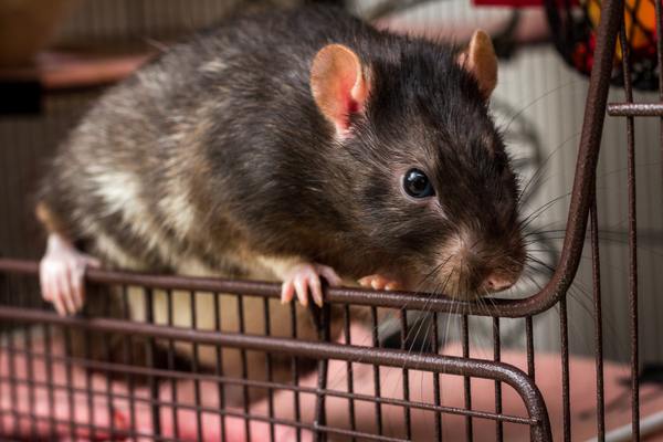 Rat on a cage wire