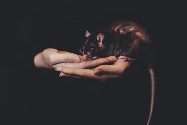 Black medium sized rat on human's hand