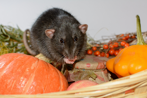 Rat on a pile of vegetables