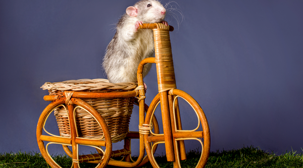Rat on a wooden bike