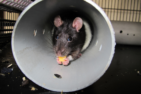 Rat on a tube eating a treat