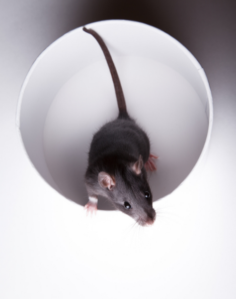 Rat on paper cup