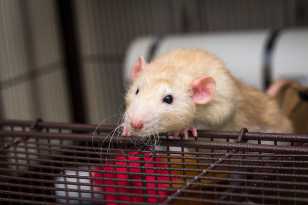 Rat on a wired cage