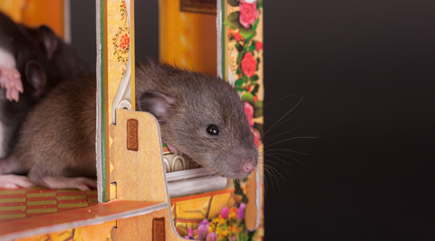 Rat on wooden house