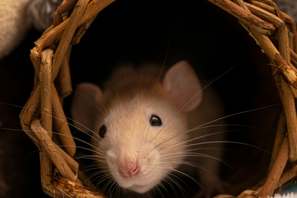 Rat on a wooden tunnel