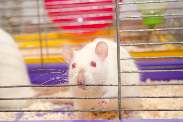 Rat on cage with wood shavings