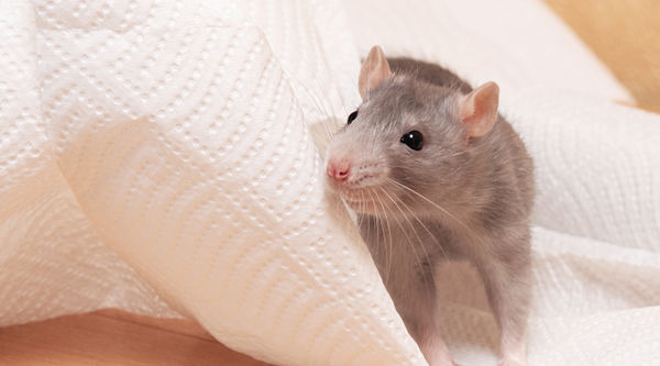 Rat playing on a tissue paper